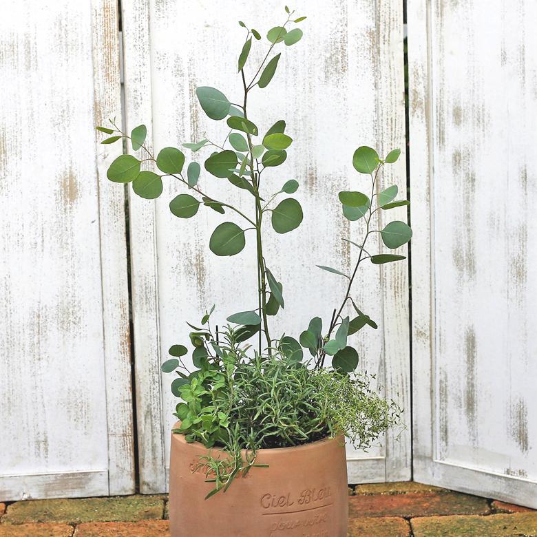 ユーカリポポラス おまかせキッチンハーブ寄せ植え ナチュラルアンティーク調テラコッタ 開店祝い新築祝い Hb 149 サザンフィールド Gardeningshop 通販 Yahoo ショッピング