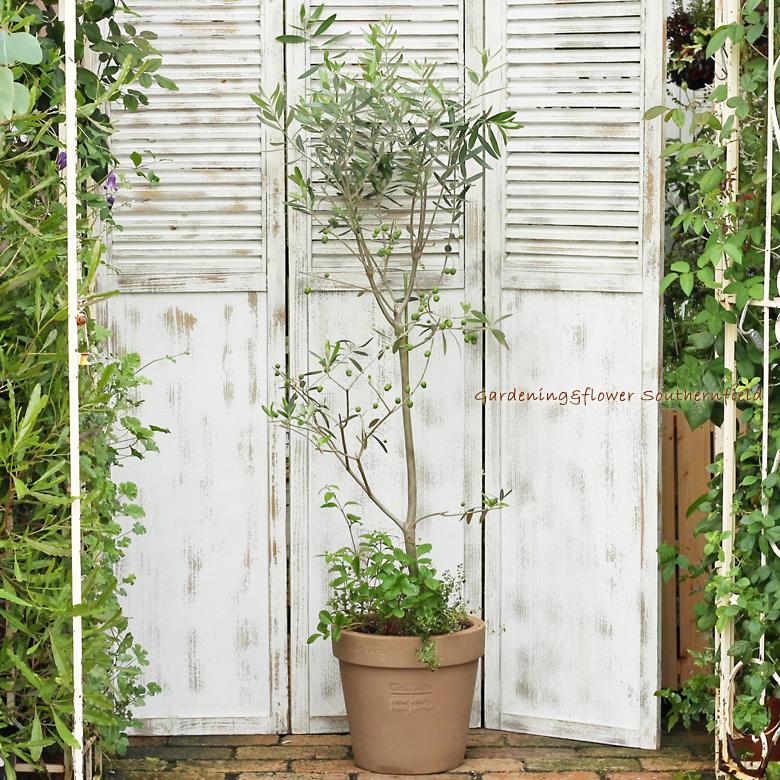 日本最大級 実付きオリーブとハーブ鉢植え オリーブ シプレッシーノ ワイルドストロベリー スイートメキシカンハーブ ナチュラルテラコッタ150cm Hb 160 サザンフィールド Gardeningshop 通販 Yahoo ショッピング オープニング大放出セール Www Iccostierovico