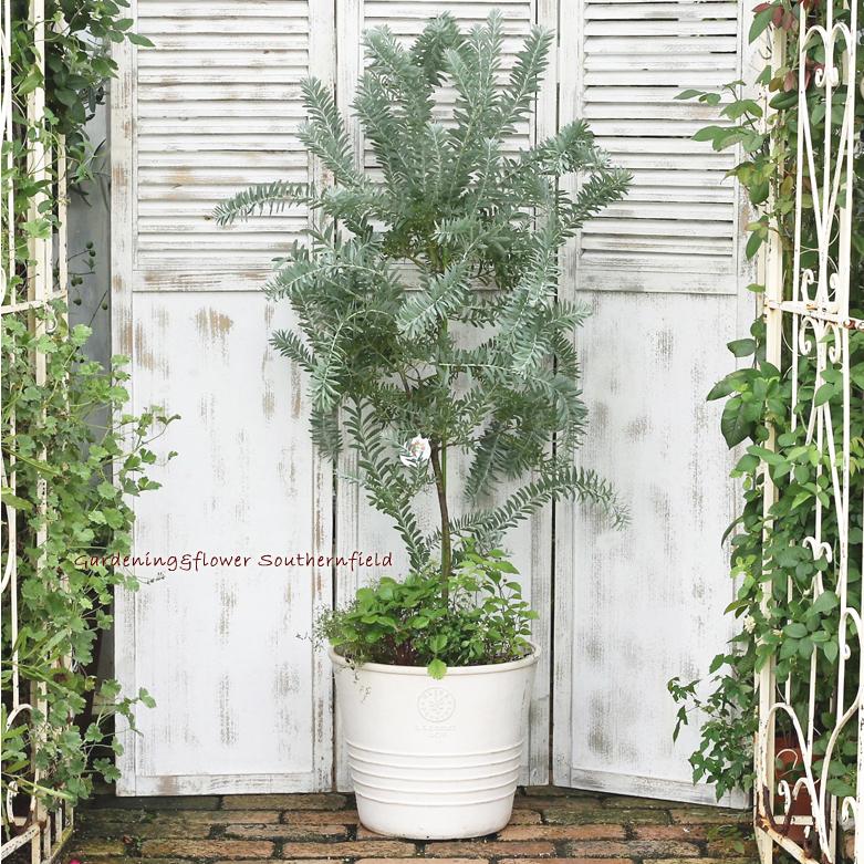 ミモザとハーブ鉢植え アカシア・ブルーブッシュ＆ワイルドストロベリー＆リッピア テラコッタ調ナチュラルポットwhite145cm 開店祝い新築祝い