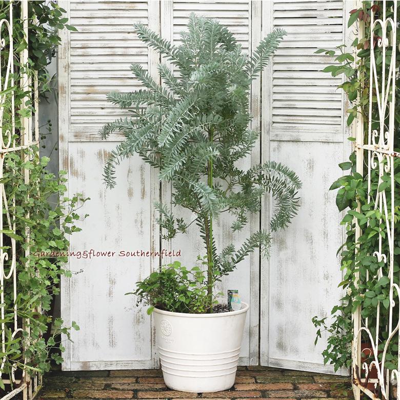 【新商品】 ミモザとハーブ鉢植え アカシア・ブルーブッシュ＆ワイルドストロベリー＆リッピア テラコッタ調ナチュラルポットwhite145cm 開店祝い新築祝い 【X1720651957】(10475円)