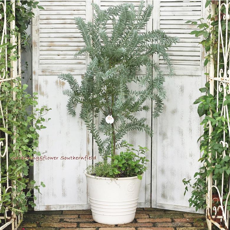 【新商品】 ミモザとハーブ鉢植え アカシア・ブルーブッシュ＆ワイルドストロベリー＆リッピア テラコッタ調ナチュラルポットwhite145cm 開店祝い新築祝い 【X1720651957】(10475円)