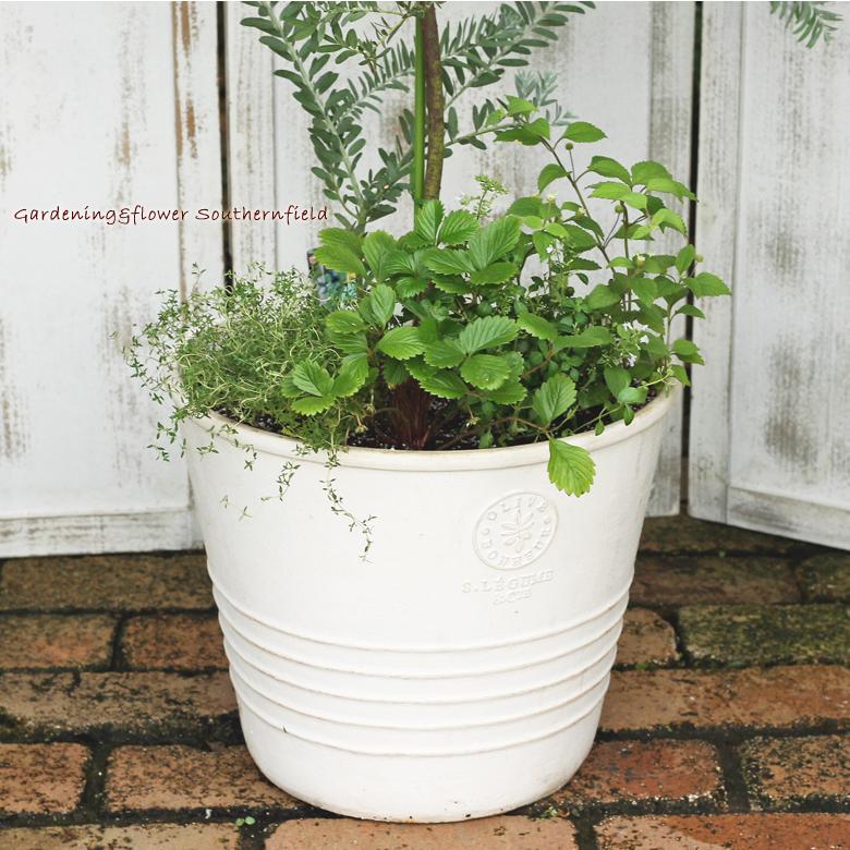 【新商品】 ミモザとハーブ鉢植え アカシア・ブルーブッシュ＆ワイルドストロベリー＆リッピア テラコッタ調ナチュラルポットwhite145cm 開店祝い新築祝い 【X1720651957】(10475円)