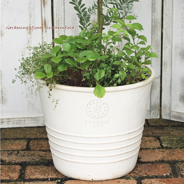 【新商品】 ミモザとハーブ鉢植え アカシア・ブルーブッシュ＆ワイルドストロベリー＆リッピア テラコッタ調ナチュラルポットwhite145cm 開店祝い新築祝い 【X1720651957】(10475円)