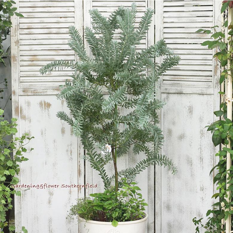 【新商品】 ミモザとハーブ鉢植え アカシア・ブルーブッシュ＆ワイルドストロベリー＆リッピア テラコッタ調ナチュラルポットwhite145cm 開店祝い新築祝い 【X1720651957】(10475円)