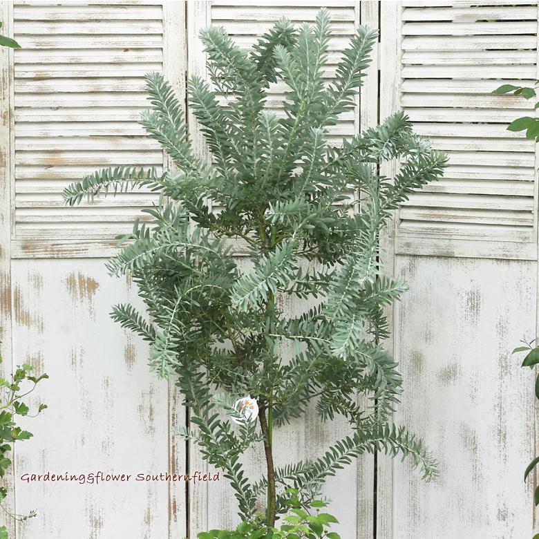 【新商品】 ミモザとハーブ鉢植え アカシア・ブルーブッシュ＆ワイルドストロベリー＆リッピア テラコッタ調ナチュラルポットwhite145cm 開店祝い新築祝い 【X1720651957】(10475円)