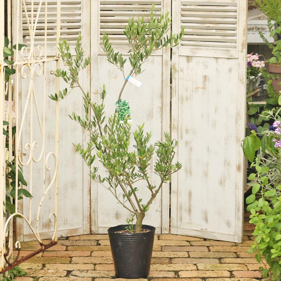 常緑樹木 オリーブ ネバディロブランコ 7号 高さ140cm シンボルツリー 玄関 ベランダ 鉢植え おしゃれ Hb 35 サザンフィールド Gardeningshop 通販 Yahoo ショッピング