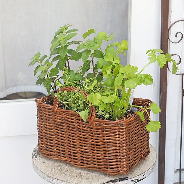 ハーブ寄せ植え おまかせ ナチュラルバスケット スクエア おしゃれ