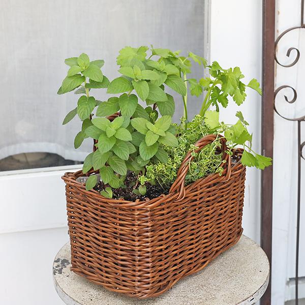 ハーブ寄せ植え おまかせ ナチュラルバスケット スクエア おしゃれ