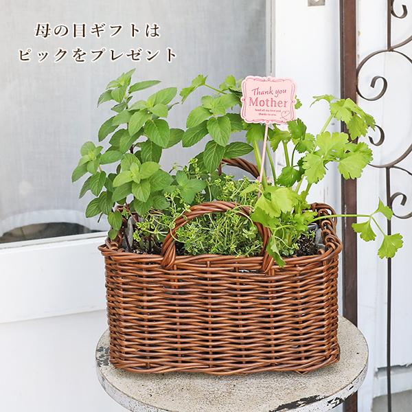 ハーブ寄せ植え おまかせ ナチュラルバスケット スクエア おしゃれ