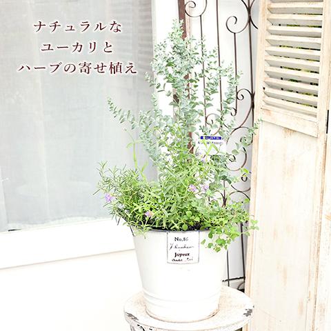 ハーブ寄せ植え レモンマートル ワイルドストロベリー タイム ナチュラルテラコッタマスタード Hb 50 サザンフィールド Gardeningshop 通販 Yahoo ショッピング