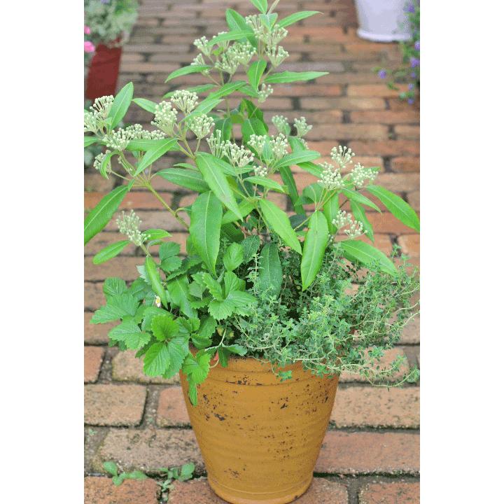 ハーブ寄せ植え レモンマートル ワイルドストロベリー タイム ナチュラルテラコッタマスタード Hb 50 サザンフィールド Gardeningshop 通販 Yahoo ショッピング