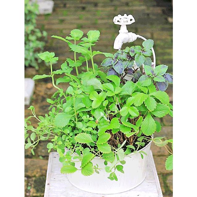 ハーブ寄せ植え バジル グレープフルーツミント オレガノ ワイルドストロベリー ジャンクウォータータップブリキポット Hb 81 サザンフィールド Gardeningshop 通販 Yahoo ショッピング