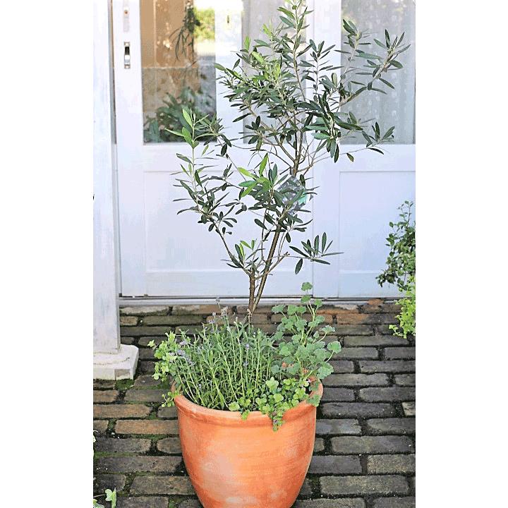 ハーブと花寄せ植え オリーブ シプレッシーノ ラベンダー オレガノ ケントビューティー ナチュラルテラコッタ130cm開店祝い Hb サザンフィールド Gardeningshop 通販 Yahoo ショッピング