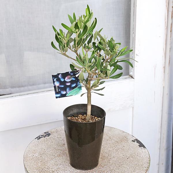 オリーブの木【SOUJU】ネバディロブランコ ミッション7寸オリーミー品質抜群 オリーブの木【SOUJU】ネバディロブランコ ミッション7寸