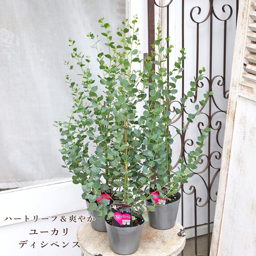 常緑苗木 ユーカリ ディシペンス 3.5号 H60cm ハート形の葉 庭木 植木