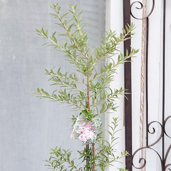 常緑苗木 グレビレア プーリングシグネット 4.5号 高75cm 庭木