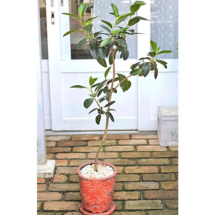半額品 観葉植物 おしゃれ フランスゴム フィカス ルビギノーサ ナチュラルモダン陶器鉢red130cm 開店お祝い 新築お祝い ギフト Ka 154 サザンフィールド Gardeningshop 通販 Yahoo ショッピング 早割クーポン M Mahdi Net