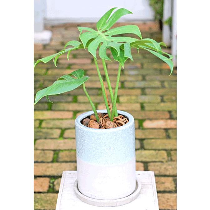観葉植物 おしゃれ モンステラ デリシオーサ コンパクタ ナチュラルモダン陶器鉢ライトブルー55cm 開店お祝い 新築お祝い ギフト Ka 156 サザンフィールド Gardeningshop 通販 Yahoo ショッピング