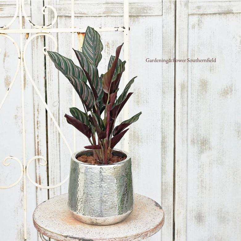 観葉植物 カラテア サンデリアーナ アンティーク調シルバーミラーポット 開店祝い新築祝い プレゼント ギフト Ka 3 サザンフィールド Gardeningshop 通販 Yahoo ショッピング
