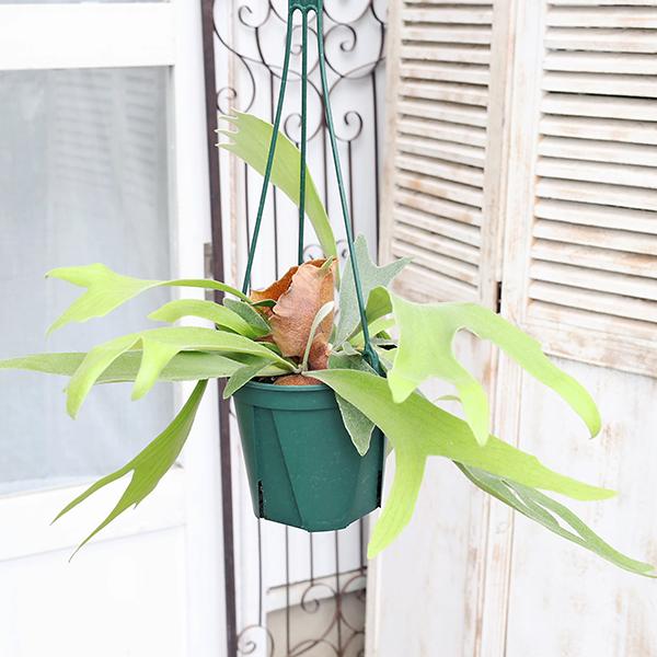 観葉植物 観葉植物 コウモリラン ネザーランド 5号吊り鉢 H50cm ビカクシダ
