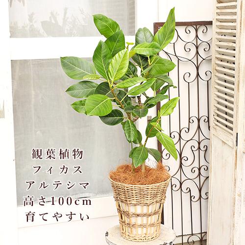 観葉植物 フィカス アルテシマ サスティナブルナチュラルバスケット 高