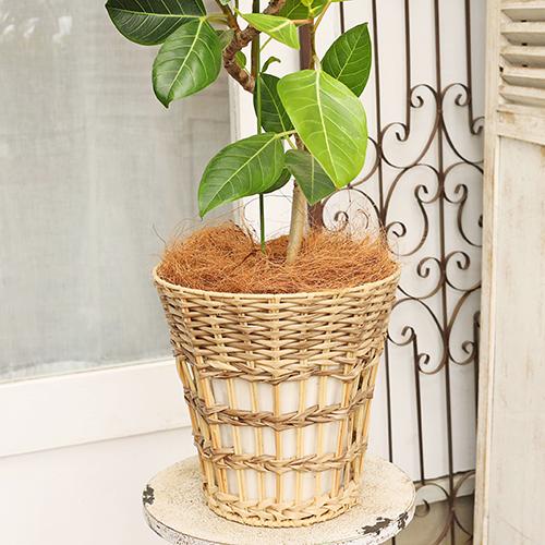 観葉植物 フィカス アルテシマ サスティナブルナチュラルバスケット 高 