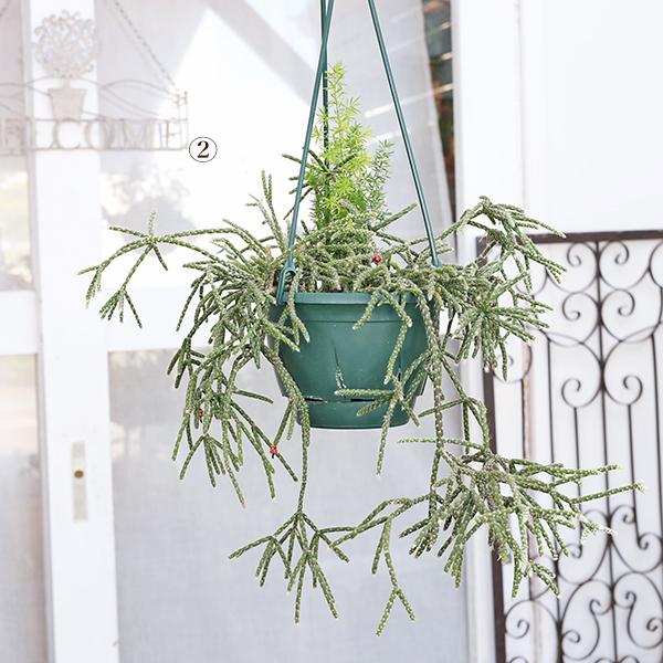 現品販売 観葉植物 リプサリス フロストシュガー 5号吊り鉢 サボテン