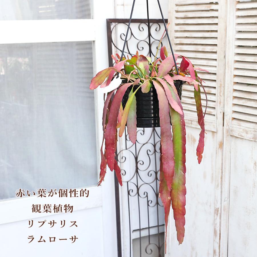 現品販売 観葉植物 リプサリス ラムローサ 6号 吊り鉢 多肉植物