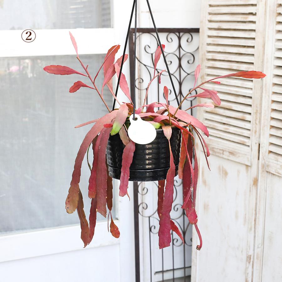 現品販売 観葉植物 リプサリス ラムローサ 6号 吊り鉢 多肉植物