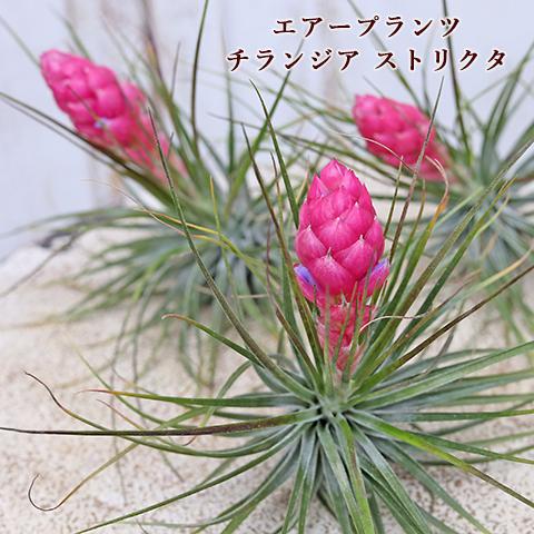 観葉植物 エアープランツ チランジア ストリクタ 土がいらない 育て