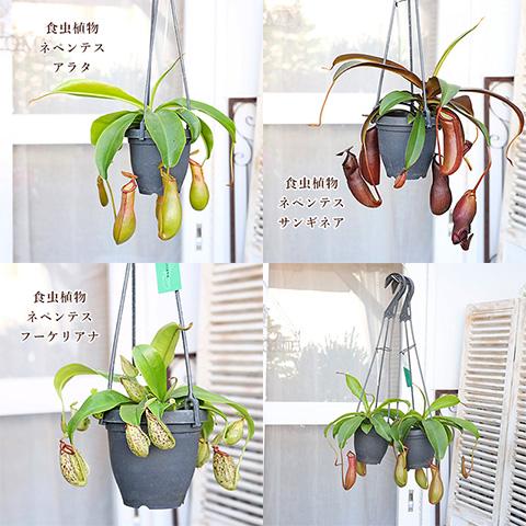 観葉植物 食虫植物 ウツボカズラ ネペンテス アラタ サンギネア