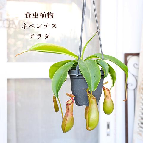 観葉植物 食虫植物 ウツボカズラ ネペンテス アラタ サンギネア