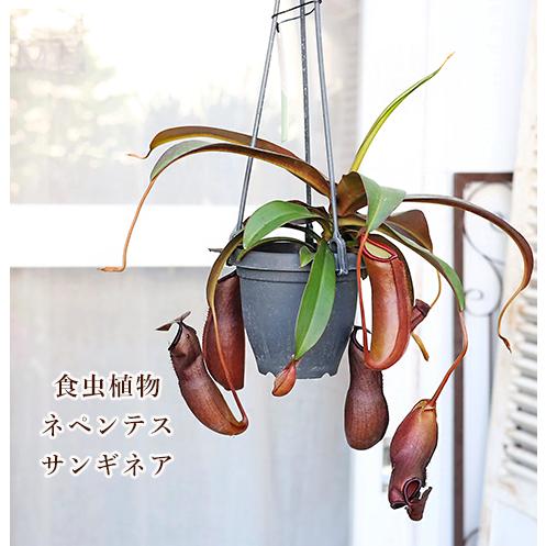 観葉植物 食虫植物 ウツボカズラ ネペンテス アラタ サンギネア