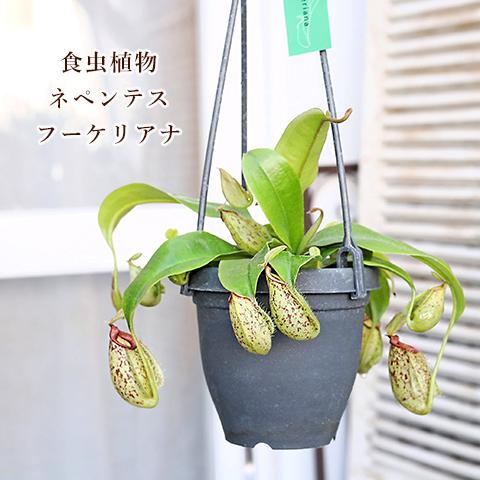 観葉植物 食虫植物 ウツボカズラ ネペンテス アラタ サンギネア