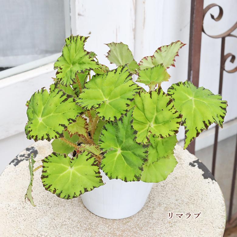レックスベゴニア４寸11鉢写真全部 観葉植物 レックスベゴニア 4号 パープルフラッシュ ハワイアン