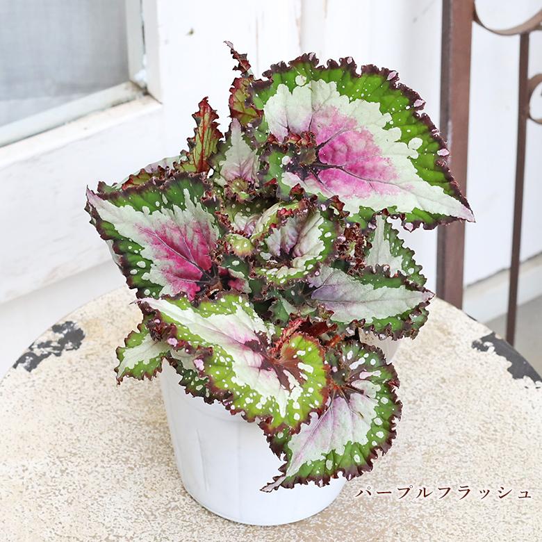 観葉植物 レックスベゴニア 4号 パープルフラッシュ ハワイアン
