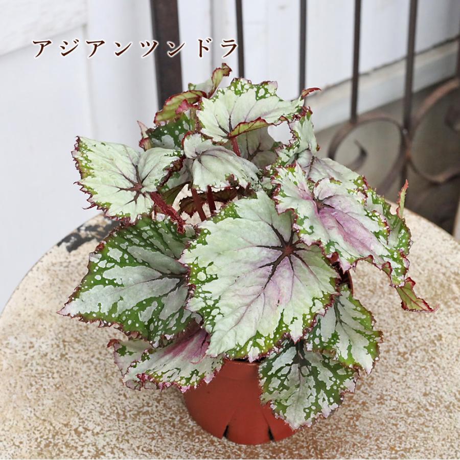観葉植物 レックスベゴニア ビリーフシリーズ 3.5号 室内 日陰