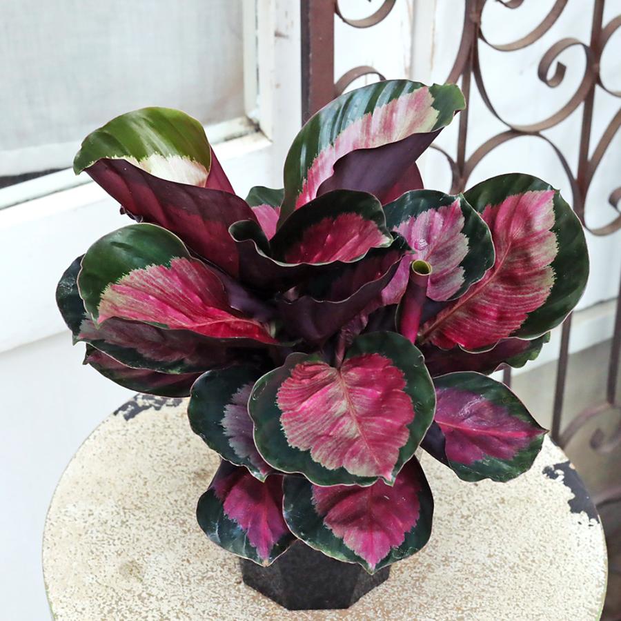 観葉植物 カラテア ロゼオピクタ ロージー 4号 斑入り おしゃれ 個性派