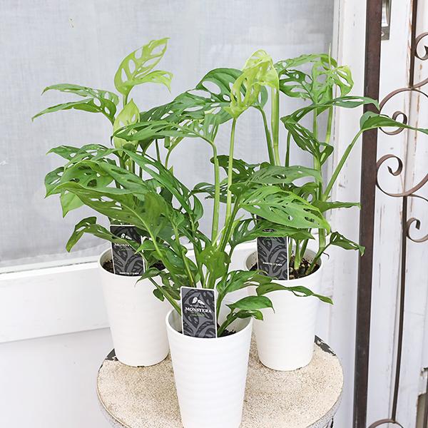 観葉植物 モンステラ ラニアータ 3.5号 多年草 半日陰 室内 人気