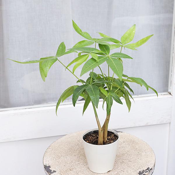 観葉植物 緑色の葉 値引きセール 観葉植物 パキラ 3.5号 多年草 半日陰 室内 風水 マネー