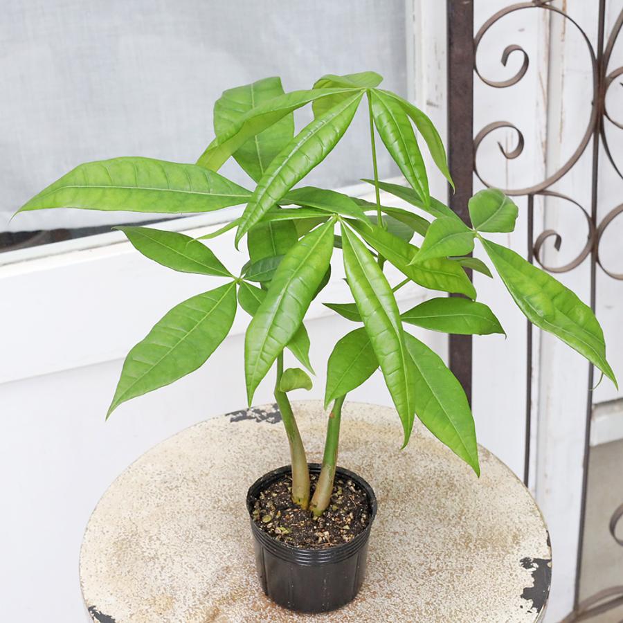 観葉植物 パキラ 3号 多年草 室内 耐陰性 おしゃれ 人気 : サザン