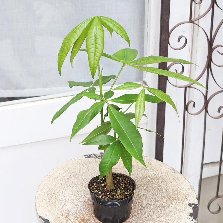 観葉植物 パキラ 3号 多年草 室内 耐陰性 おしゃれ 人気 : サザン