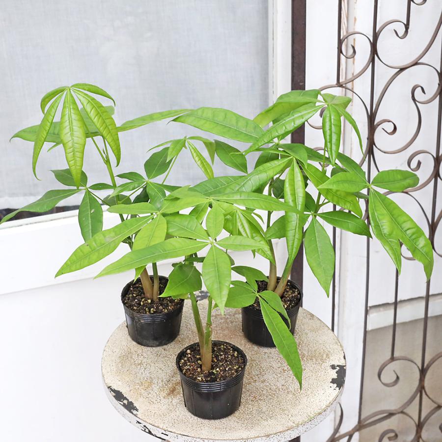 サンダバード パキラ 3本セット 観葉植物 パキラ 3号 多年草 室内 耐陰性 おしゃれ 人気 : サザン