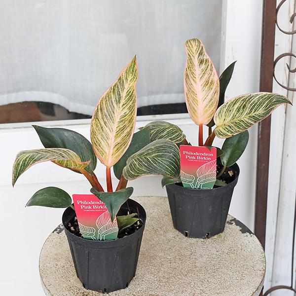 値引きセール 観葉植物 フィロデンドロン ピンクバーキン 3.5号 斑入り 多年草 半日陰 室内 人気 おしゃれ（Yahoo!・サザンフィールド gardeningshop）