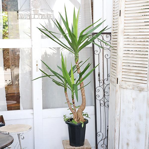 値引きセール 送料無料 観葉植物 ユッカエレファンティペス 8号 高さ