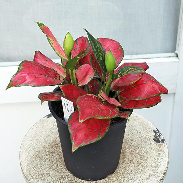 観葉植物 アグラオネマ ビューティー 5号 熱帯植物 赤い葉 斑入り 室内