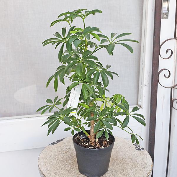 値引きセール 観葉植物 シェフレラ コンパクタ 3.5号 丈夫 育てやすい