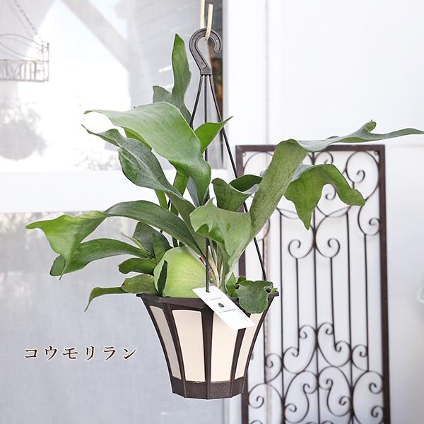 値引きセール 現品販売 観葉植物 コウモリラン トラディスカンチア