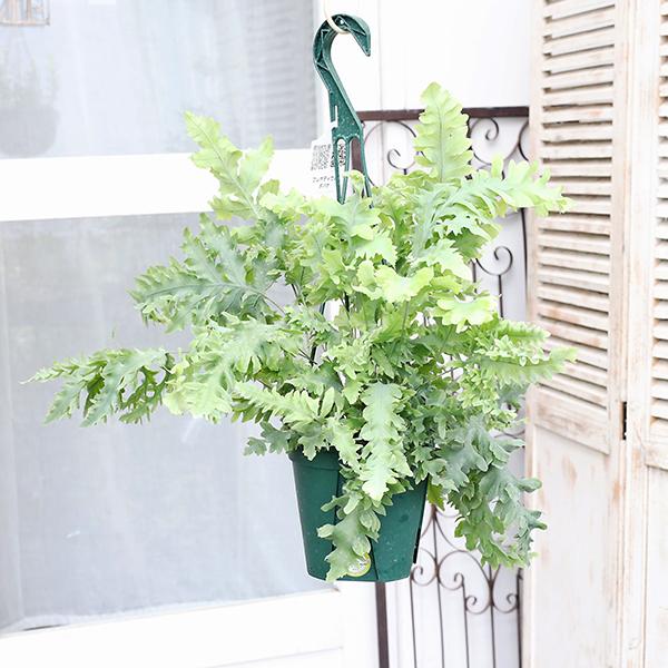 新品　フレボディウム、ダバナシダ　シダ　観葉植物 値下げSALE 観葉植物 フレボディウム ダバナ 5号 吊り鉢 高さ52cm シダ