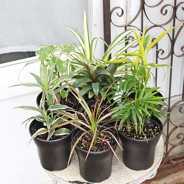 観葉植物 サンデリアーナ ドラセナ コルジリネ テーブルヤシ ワイヤー